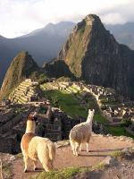 Llamas admiring the citadel