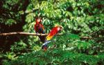 Macaws
