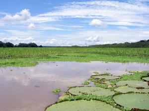 Iquitos image