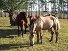 Estancia El Charabn image