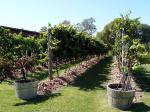 Image: Bouza vineyard - Montevideo