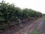Image: Juanico vineyard - Inland and the North