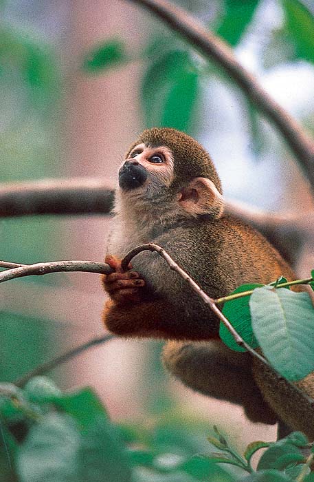 VE0492EPB47_squirrel_monkey.jpg [© Last Frontiers Ltd]