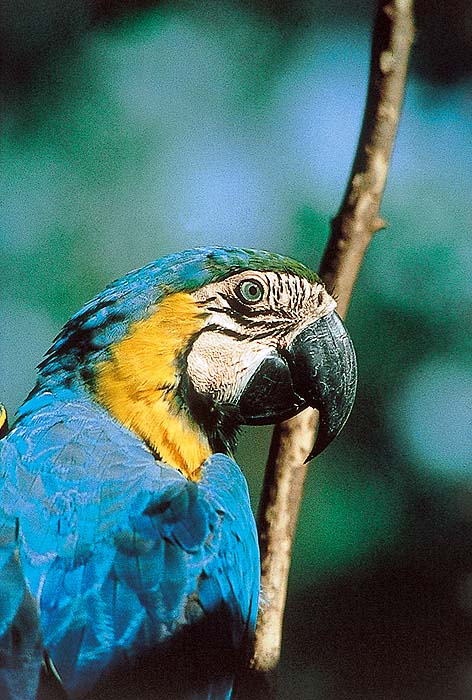 VE0492EPB52_macaw.jpg [© Last Frontiers Ltd]