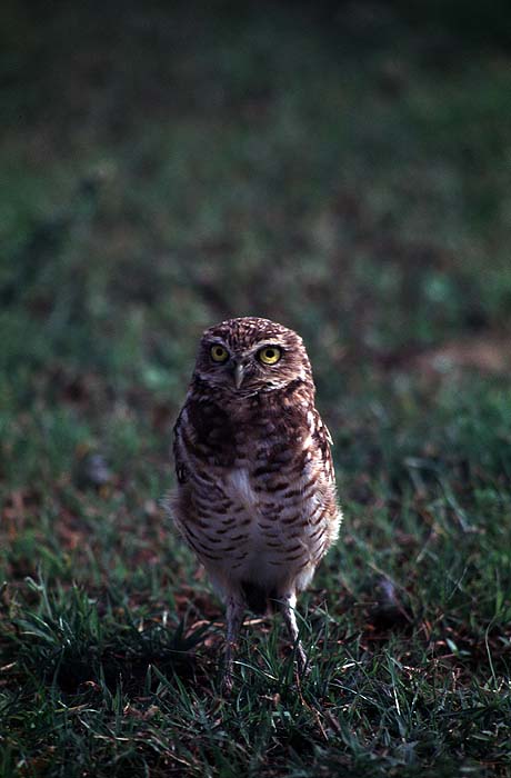 VE0702EP002_owl.jpg [© Last Frontiers Ltd]