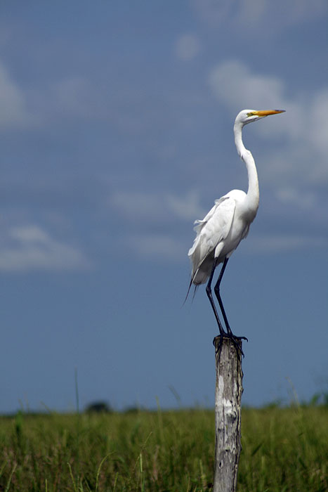 VE0907EM473_hato_garza.jpg [© Last Frontiers Ltd]