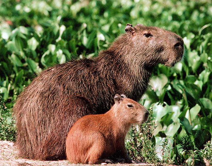 VE1194BMB49_capybaras.jpg [© Last Frontiers Ltd]