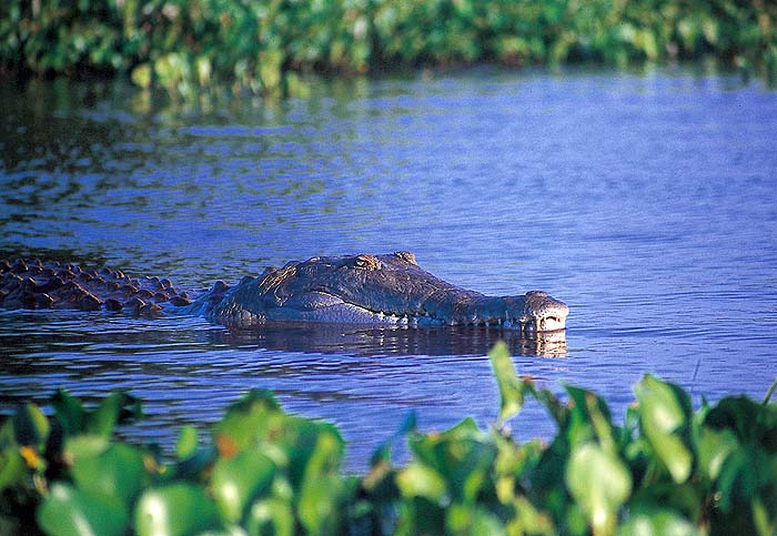 VE1197EPB49_orinoco_croc.jpg [© Last Frontiers Ltd]