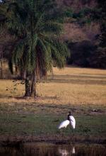 Image: Jabiru storks - The Llanos