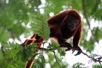 Image: Orinoco delta - The Orinoco Delta