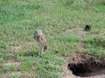 Image: Burrowing owl - The Llanos