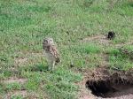 Image: Burrowing owl - The Llanos