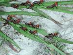 Image: Bugs! - Canaima and Angel Falls