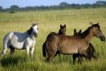 Image: Hato Garza - The Llanos, Venezuela