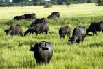 Image: Hato Garza - The Llanos