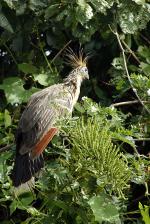 Image: Hato Garza - The Llanos