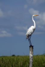 Image: Hato Garza - The Llanos