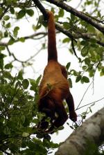 Image: Hato Cedral - The Llanos, Venezuela