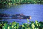Image: Orinoco crocodile - The Llanos