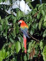 Scarlet macaw